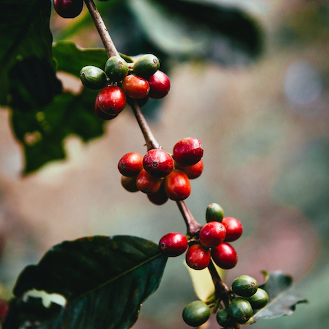 raw-coffee-beans-on-branch_1800x1199.jpg (kopie)